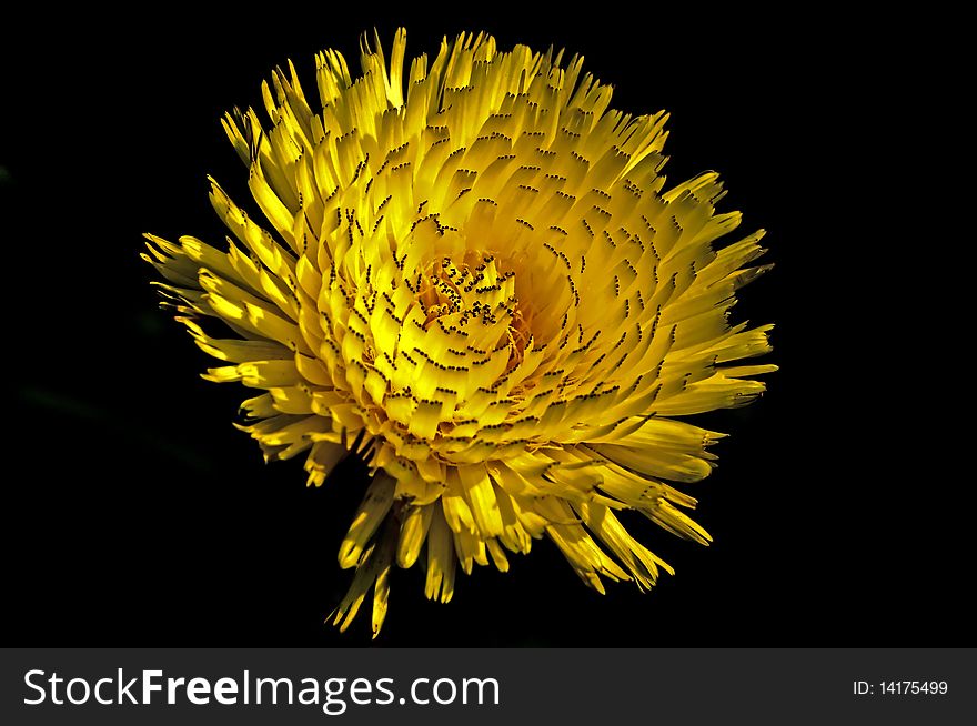 Yellow flower against a black background