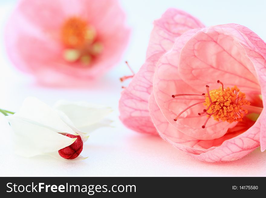 Hibiscus abutilon branch with flowers isolated on white. Hibiscus abutilon branch with flowers isolated on white