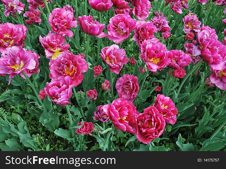 Garden Full of Beautiful Pink Blooming Tulips