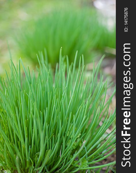 Chive onion in the garden (Allium schoenoprasum)