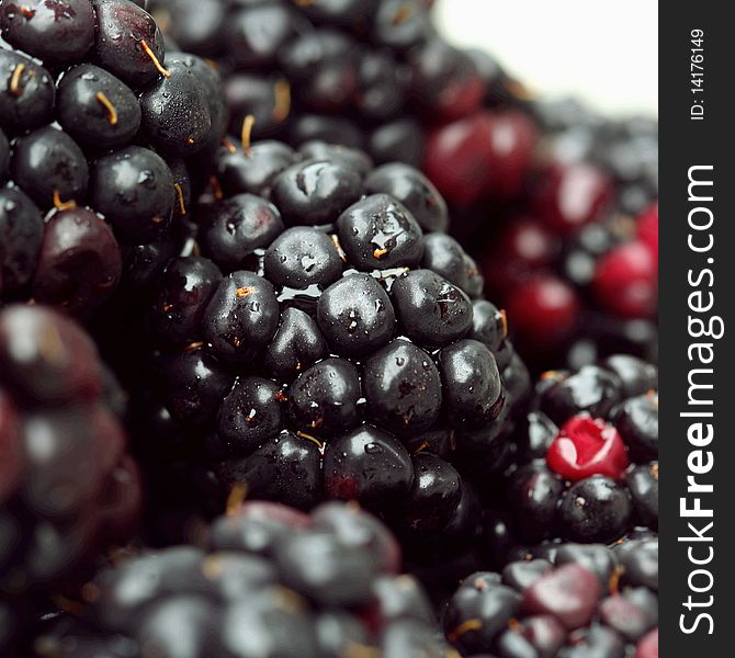 Ripe Lush Blackberry Forest