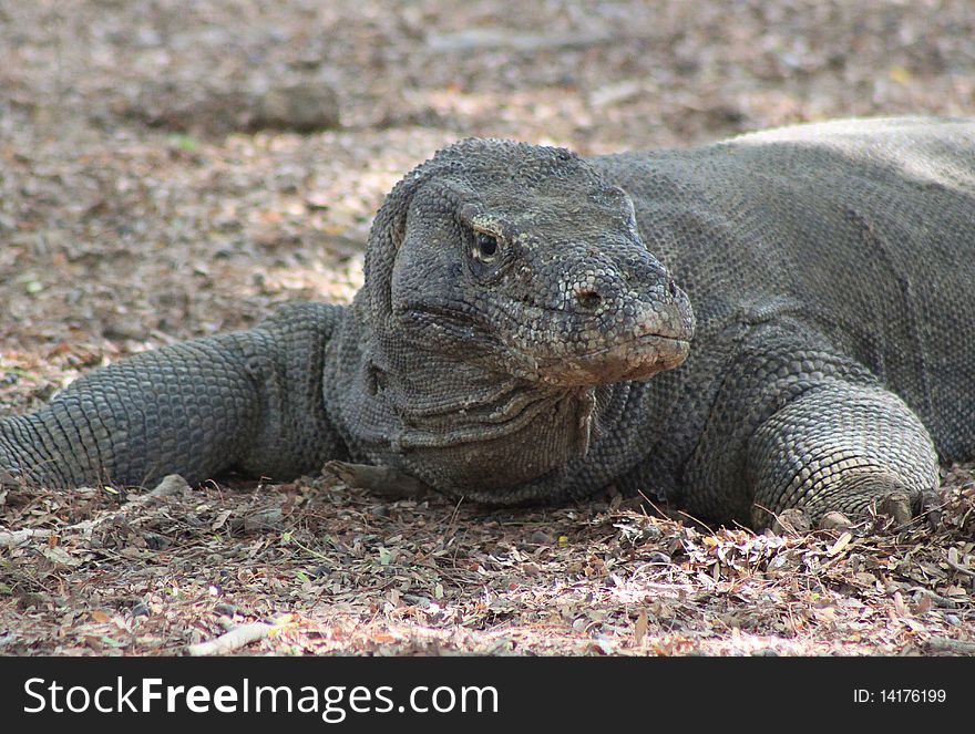 Komodo Dragon photographed in the wild on Komodo island in Indonesia.