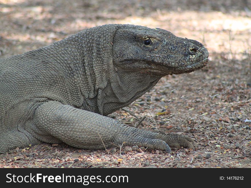 Komodo Dragon photographed in the wild on Komodo Island in Indonesia