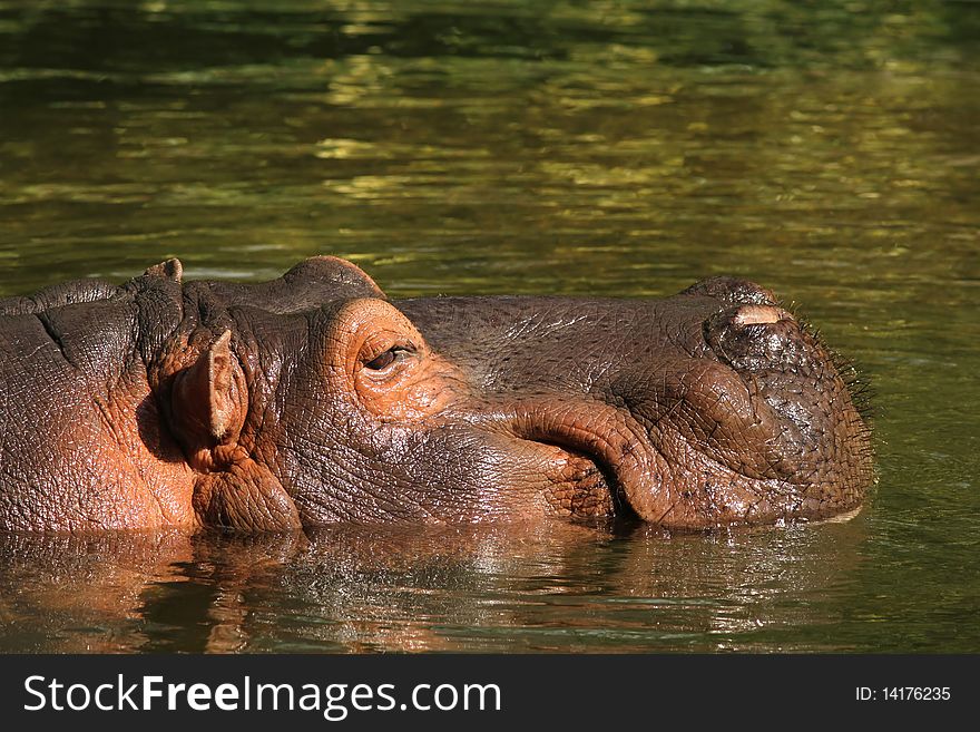 Animals: Rhino with its head surfacing above the water. Animals: Rhino with its head surfacing above the water