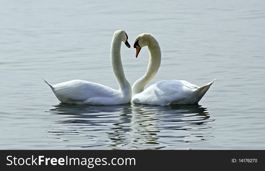 A pair of swans in a lake. A pair of swans in a lake