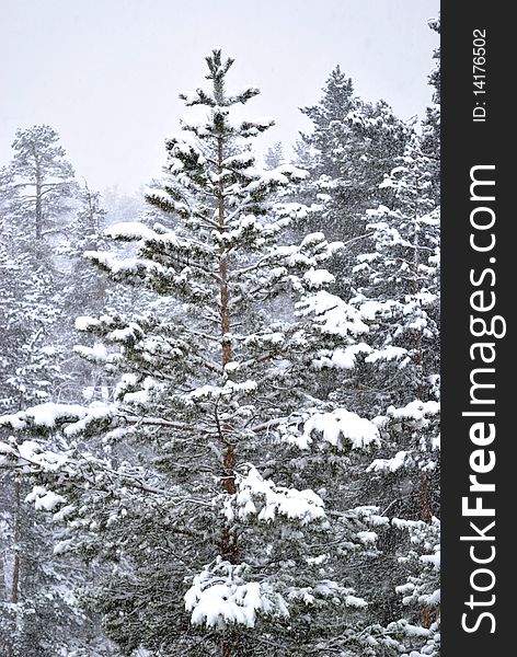 Fur-tree In Winter Forest