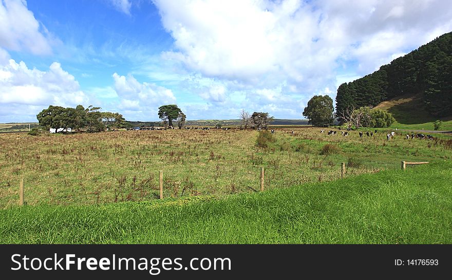 Australian meadow with grean grass cows and trees after HDR rendering