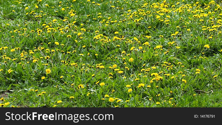 Dandelion Meadow