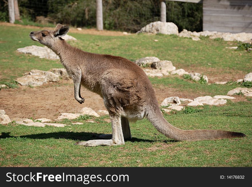 Grey kangaroo at the zoo