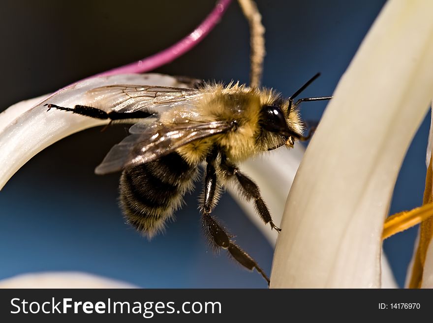 Bumble Bee On Flower