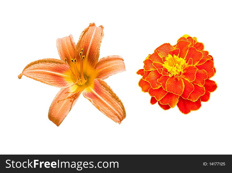 Flowers Marigold(Tagetes) and Daylily(Hemerocallis) isolated on a white background. Flowers Marigold(Tagetes) and Daylily(Hemerocallis) isolated on a white background