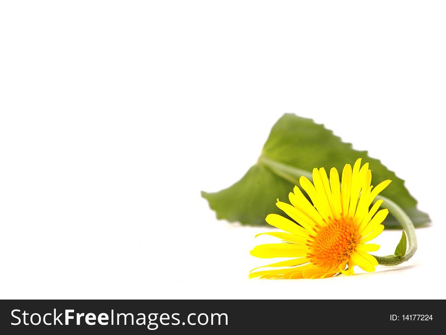 Beautiful background with yellow flower. Beautiful background with yellow flower