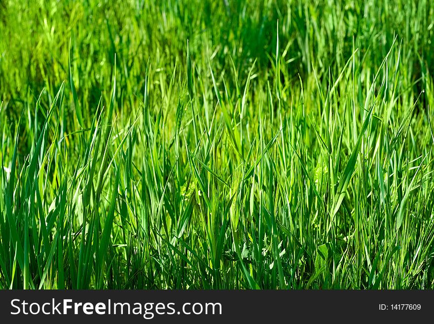 Outdoor closeup shot of a green grass in sunlights