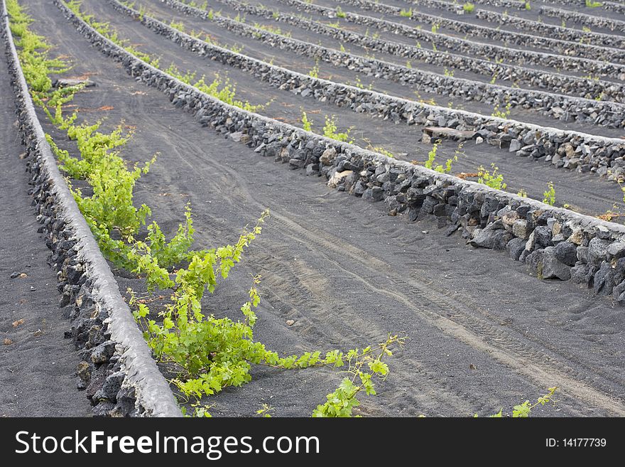 Scenic landscape of vineyard on a Cape Boland wine on lanzarote