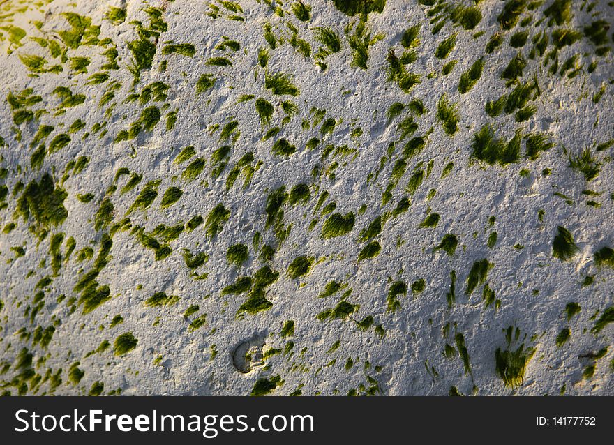 A closeup image of a rock texture with moss growing over it. A closeup image of a rock texture with moss growing over it.