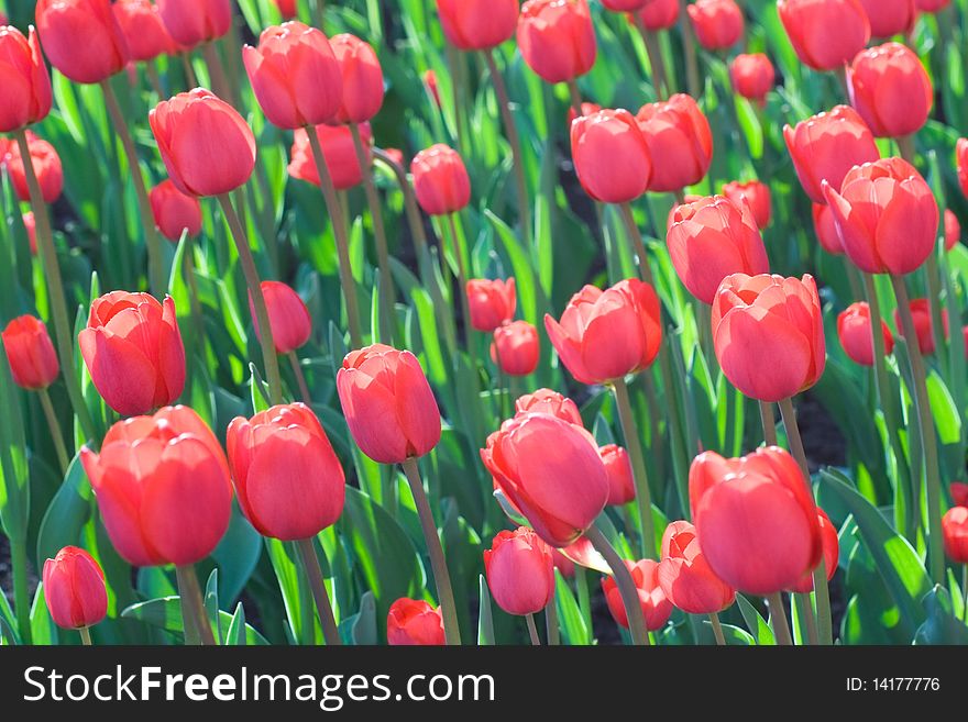 Lot of red beautiful flowering tulips on field