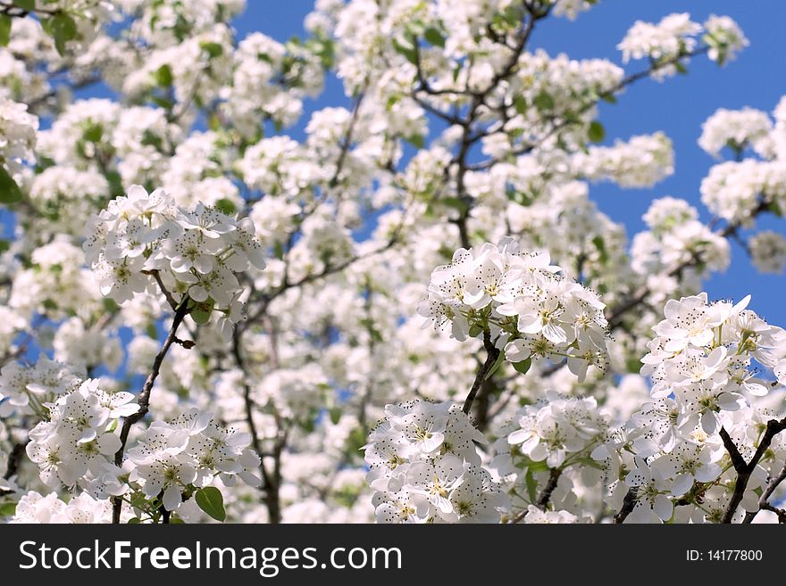 Several flowering apple tree branches against the blue sky. Season is spring. Several flowering apple tree branches against the blue sky. Season is spring.