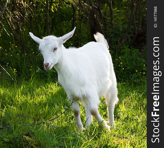 A baby goat staying on the green grass