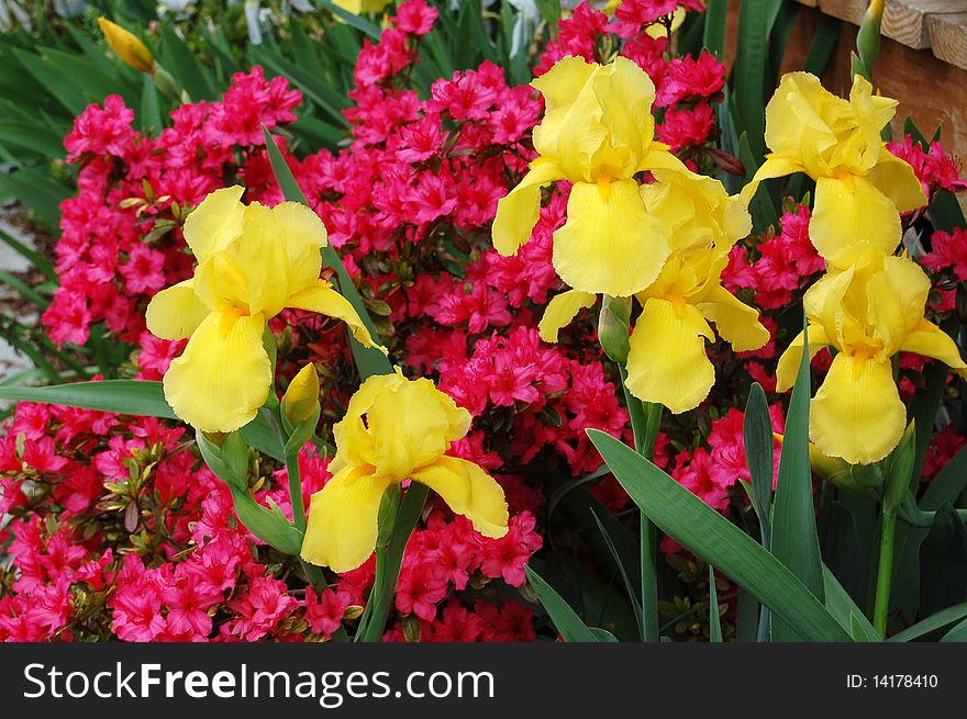 A group of pink Azaelea form a backdrop for yellow Bearded Iris. A group of pink Azaelea form a backdrop for yellow Bearded Iris.