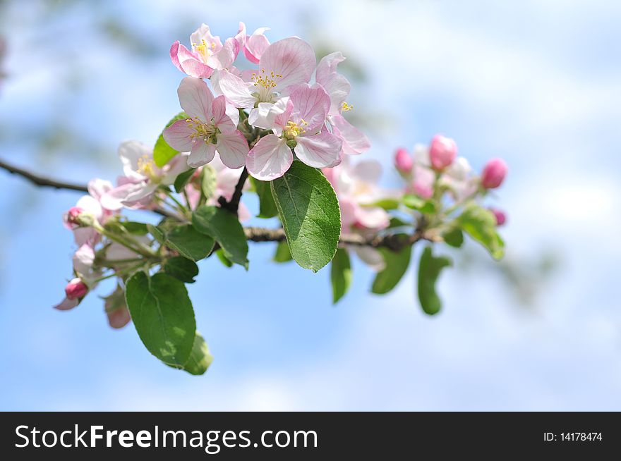 Apple tree blossom