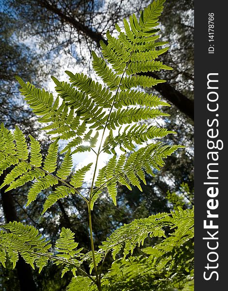 Branch of fern on a background blue sky and sun