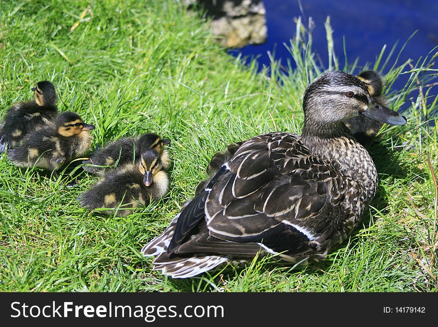 Mother duck with ducklings approaching the pond. Mother duck with ducklings approaching the pond