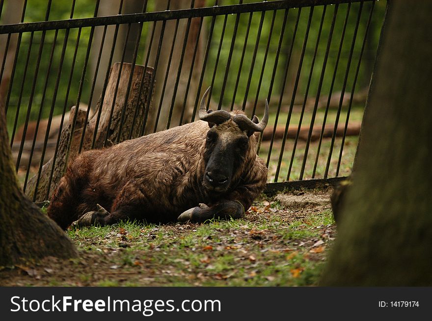 Takin lyingon the ground at the Zoo