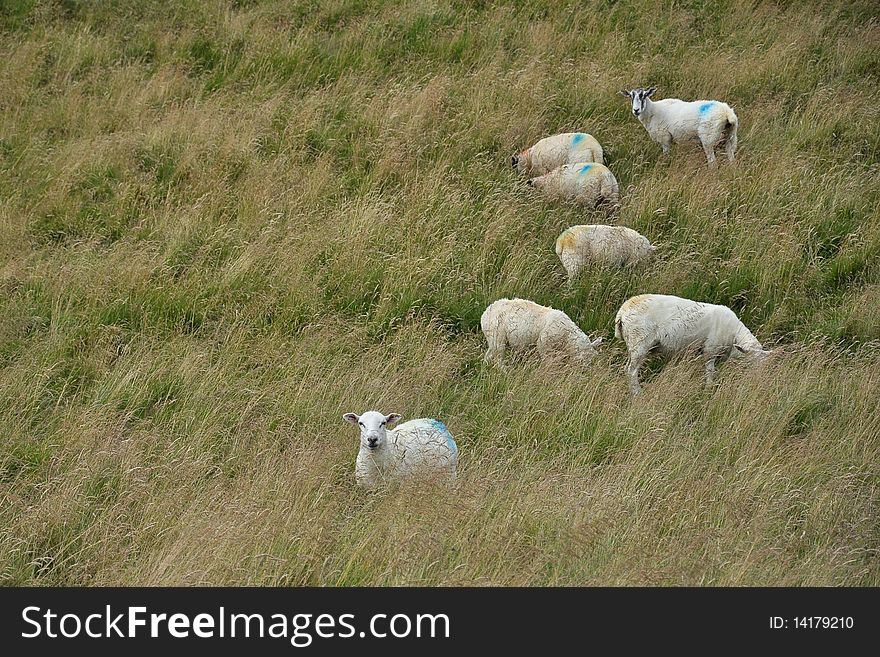 English countryside landscape with a bunch of sheep grazing in grass on a hill, taken on a cloudy day. English countryside landscape with a bunch of sheep grazing in grass on a hill, taken on a cloudy day.