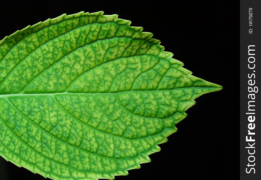Natural texture with green leaf on black background