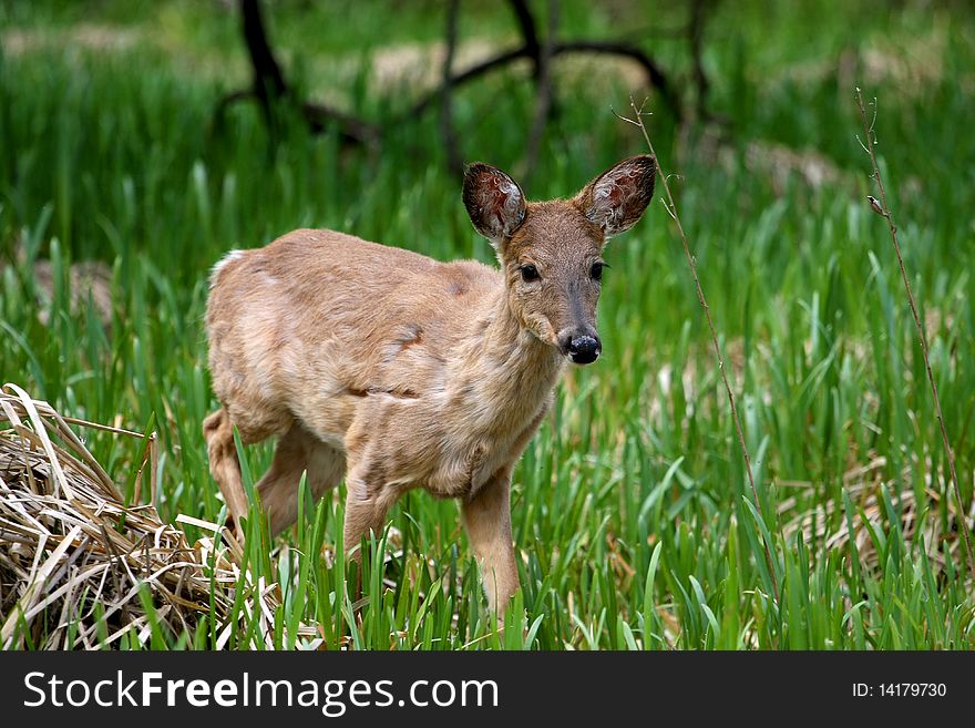 White-tail Deer young shedding winter coat in marsh grass