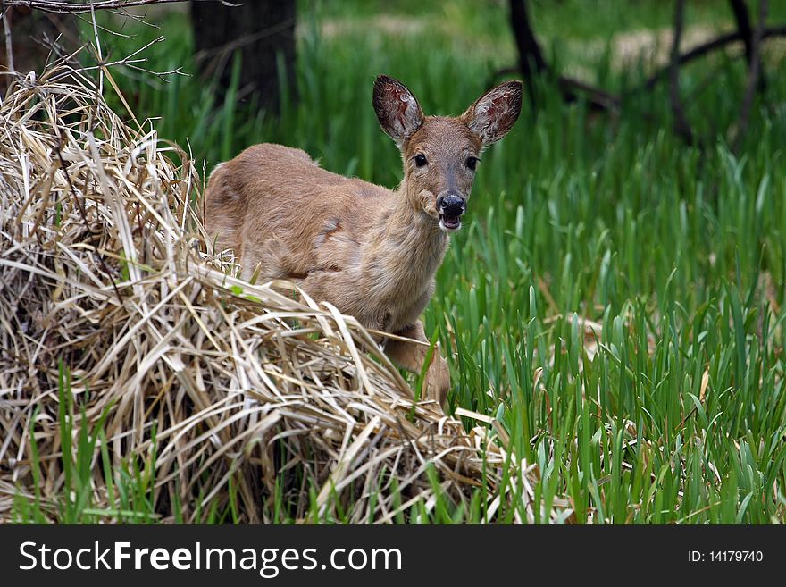 White-tail Deer coming out of marsh grass