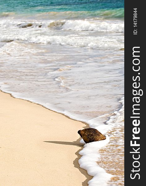 A lone coconut its on the golden sand of a tropical beach and is gently washed over by the foam of the waves. A lone coconut its on the golden sand of a tropical beach and is gently washed over by the foam of the waves.