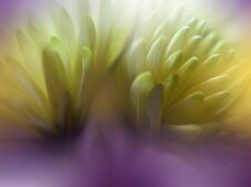 Beautiful Nature Background.Floral Fantasy Design.Artistic Abstract Flowers.Art Photography.Spring,summer,creative.Macro,light. Stock Images