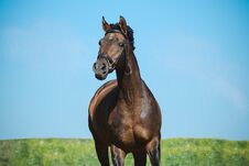 Portrait Of A Beautiful Brown Sport Horse On Freedom In Motion On Sky Background. Front View Royalty Free Stock Photos