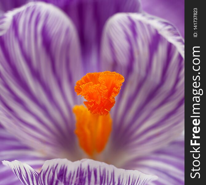 Violet crocus spring flower closeup on white background