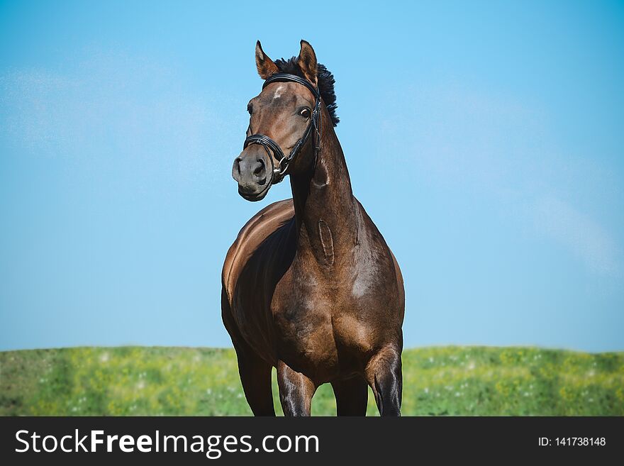 Portrait of a beautiful brown sport horse on freedom in motion on sky background. Front view