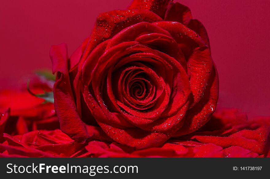 Bright red rose for Valentine Day. Roses in flower shop. A red rose bloom. Rose petals. Red rose flower. Close up of red roses and water drops. Natural bright roses background. A close up macro shot.