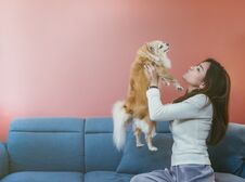 Portrait Of Young Asian Woman Holding Her Dog Chihuahua On Sofa At Home. Stock Images