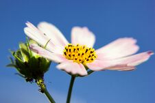Free Cosmos Bipinnatus Light-purple Flower Close-up Stock Photography - 141765882