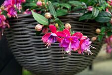 Beautiful Fuchsia Flowering Plants In Old Wicker Pot Stock Photo