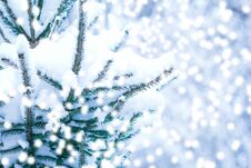 Beautiful Background Of The Christmas Tree In Nature Park Stock Images