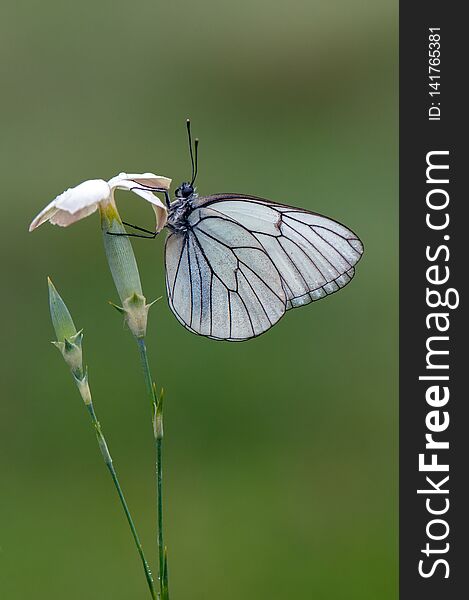 Aporia crataegi butterfly on a white wild flower early in the morning waiting for the first rays of the sun