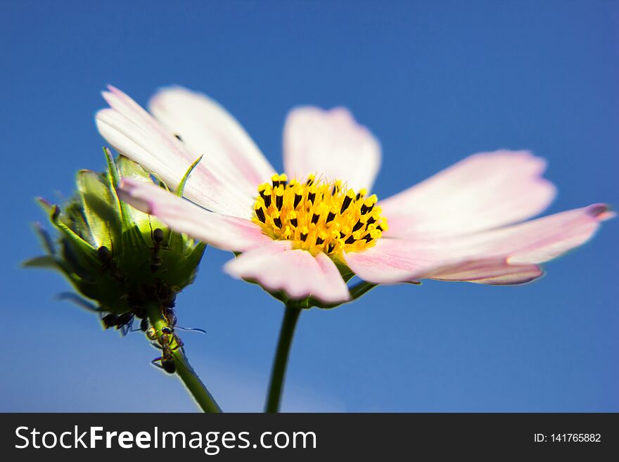 Cosmos bipinnatus light-purple flower close-up against blue sky background