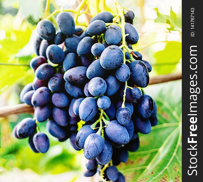 Blue grapes in a vineyard close up. Ripe red wine grapes. Autumn harvest..