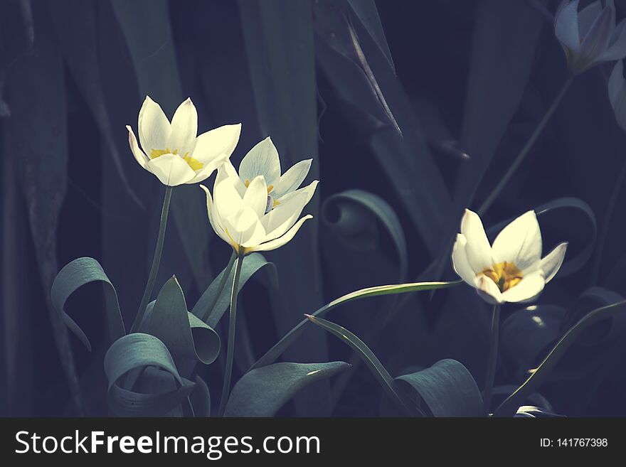 Beautiful white delicate spring flowers among dark leaves growing in the garden