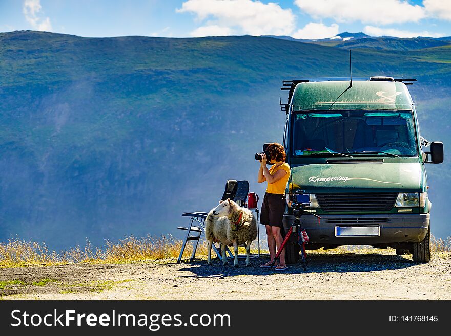 Camper van and sheep on roadside and female tourist taking photo with camera, enjoying summer landscape, Norway. Tourism vacation and travel. Camper van and sheep on roadside and female tourist taking photo with camera, enjoying summer landscape, Norway. Tourism vacation and travel