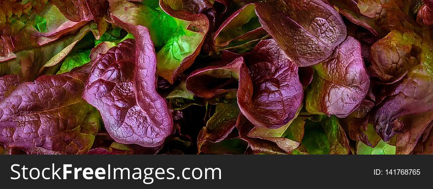 Purple lettuce salad leaf Pattern. Red Oakleaf lettuce textured background..