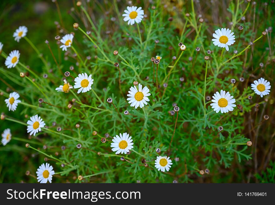 This beautiful canary daisy is endemic at the canary islands. This beautiful canary daisy is endemic at the canary islands