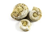 Ammonite Fossil Stock Images Ammonite Fossil Stock Images