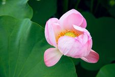 Lotus Stock Images